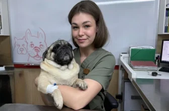 Брахіцефалічний синдром у собак і котів коли хрюкання є приводом звернутися до ветеринарного хірурга